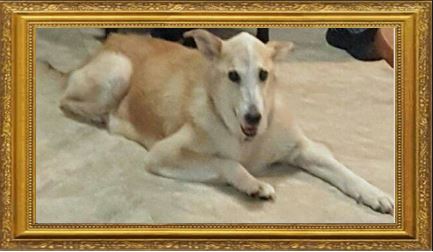 Lady Echman 2001-2015